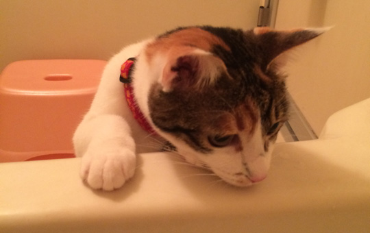 【猫好きにはたまらない(>_<)】お風呂が大好きなニャンコ