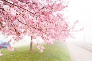 flowering cherry, sakura trees spring flower concept
