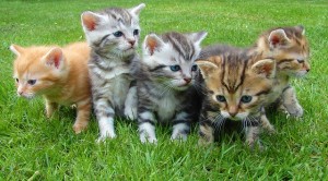 kittens-555822_640[1]