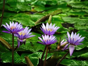 water-lily-374759_640