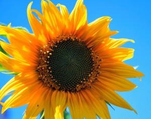 yellow-sunflower-403172_640[1]