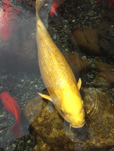 黄金の鯉-2