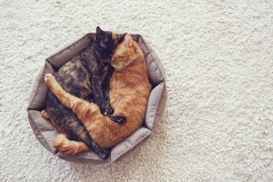 Couple cats sleep and hugging in their soft cozy bed on a floor