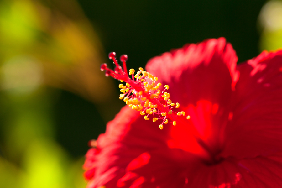 Tropical red bright flower hibiscus in Okinawa