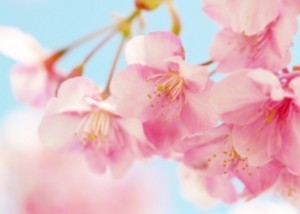 」桜