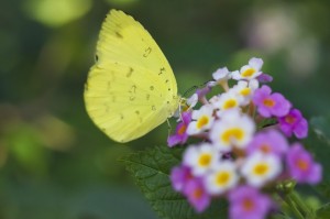 ❤春一番に黄色の蝶をみた年は幸福がおとずれる