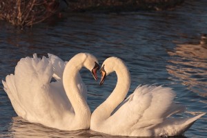 swans-2116649_640