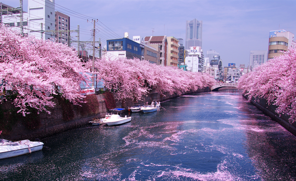 ◆【横浜】大岡川・桜まつり