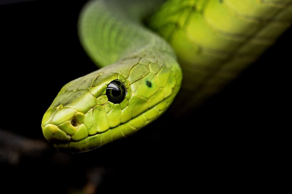 緑色の蛇の夢